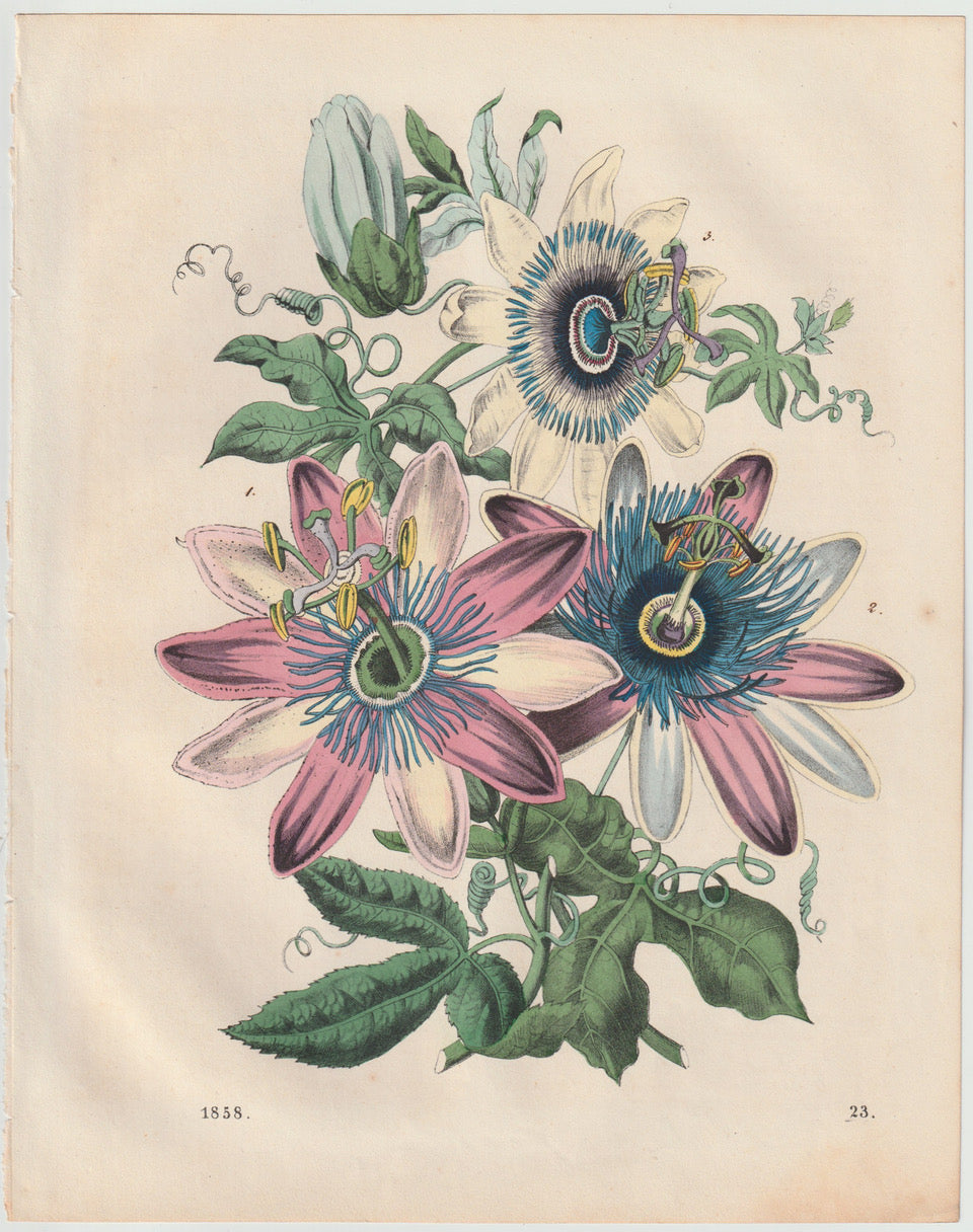 Original Passionsblume Blumen Lithografie 1858