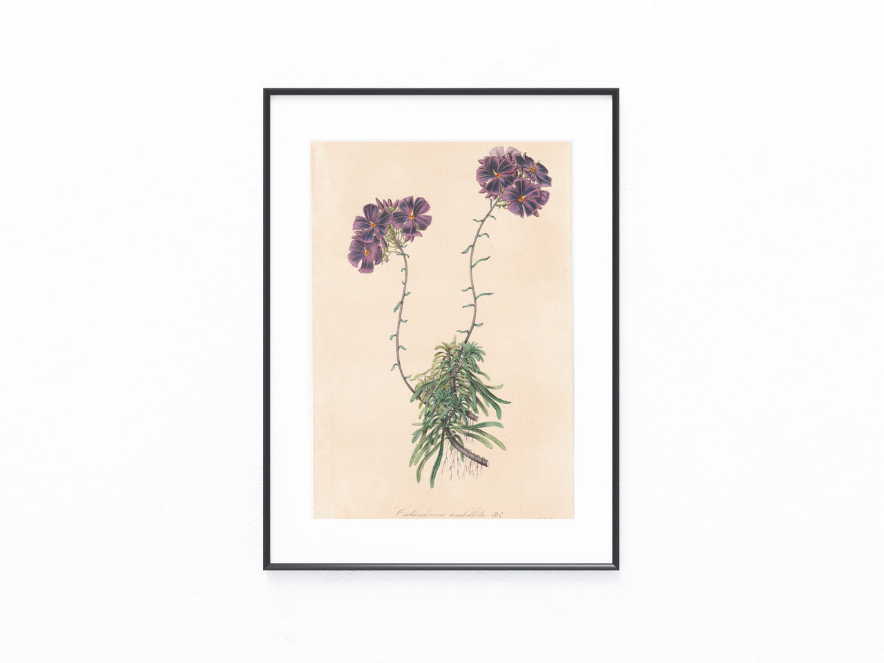 Calandrinia umbellata 1850 | kolorierter Originaldruck