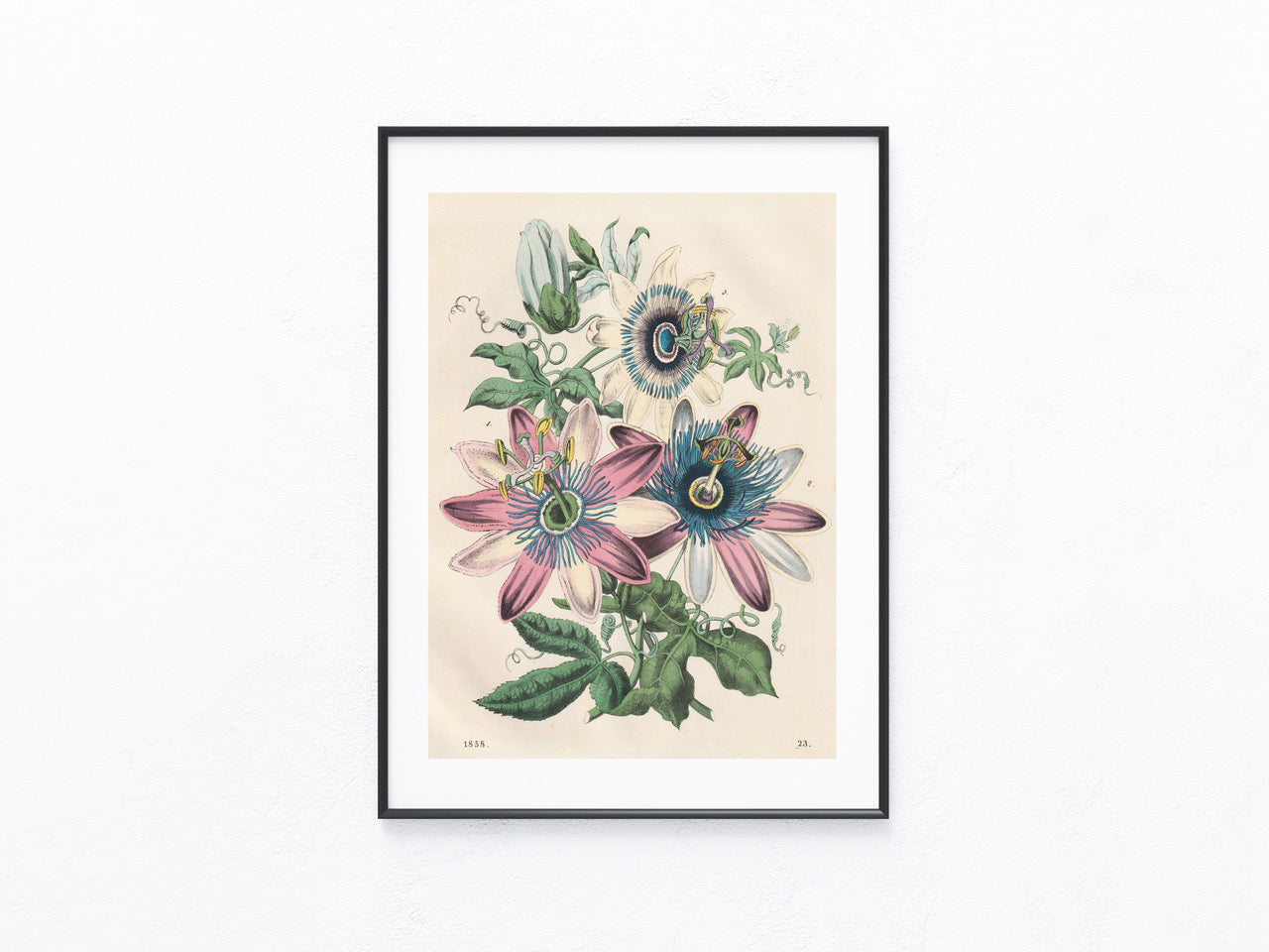 Original Passionsblume Blumen Lithografie 1858