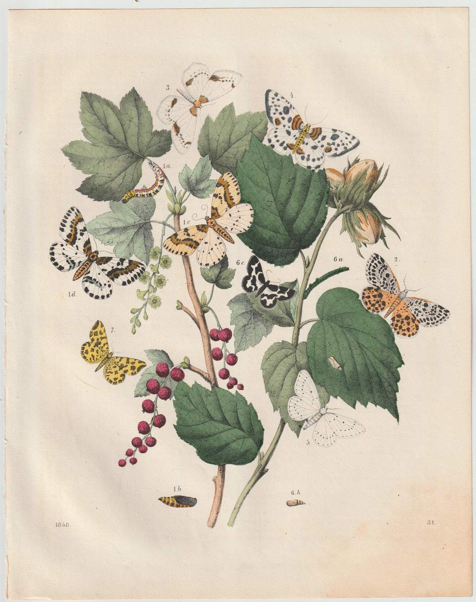Original Schmetterlinge & Raupen Tafel 1858