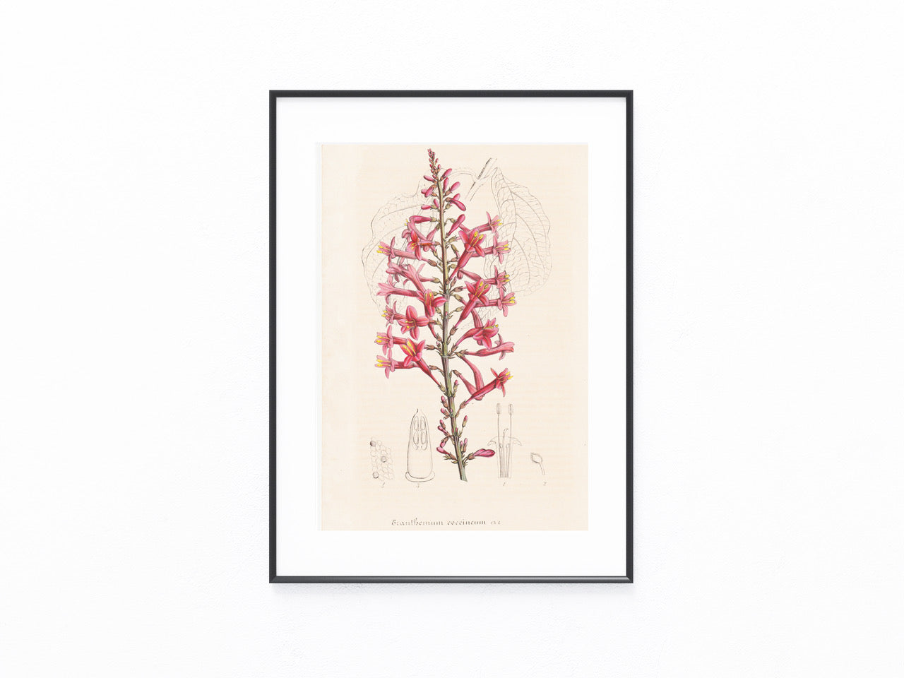 Exanthemum coccineum 1850 | kolorierter Originaldruck