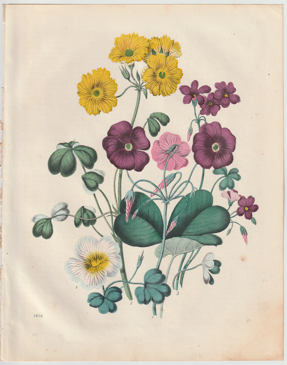 Original Frühlingsblumen Blumen Lithografie 1858