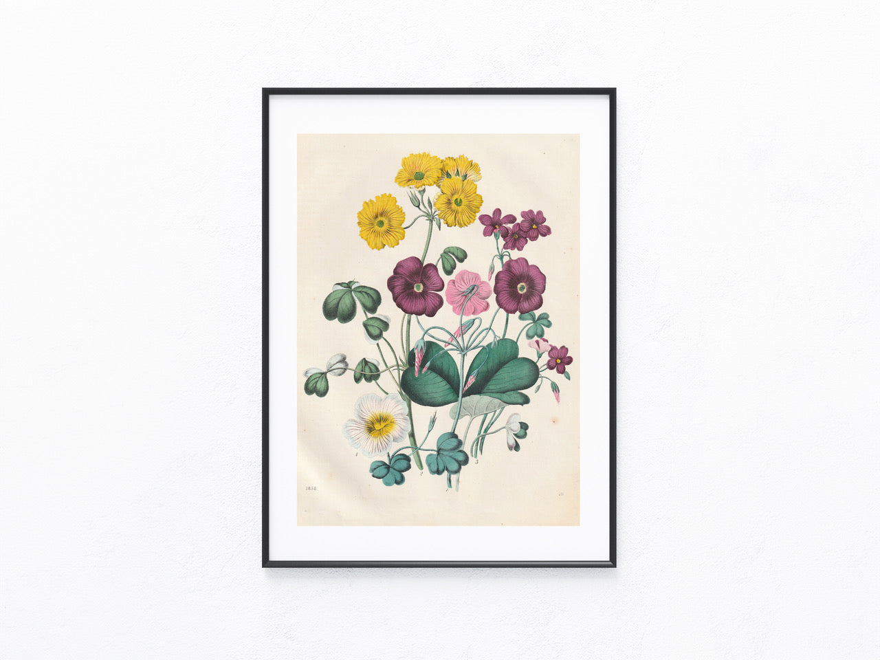 Original Frühlingsblumen Blumen Lithografie 1858