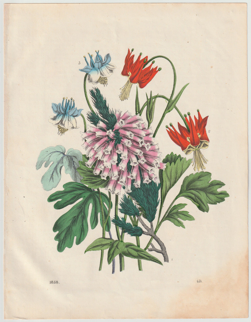 Original Wildblumen Blumen-Lithografie 1858