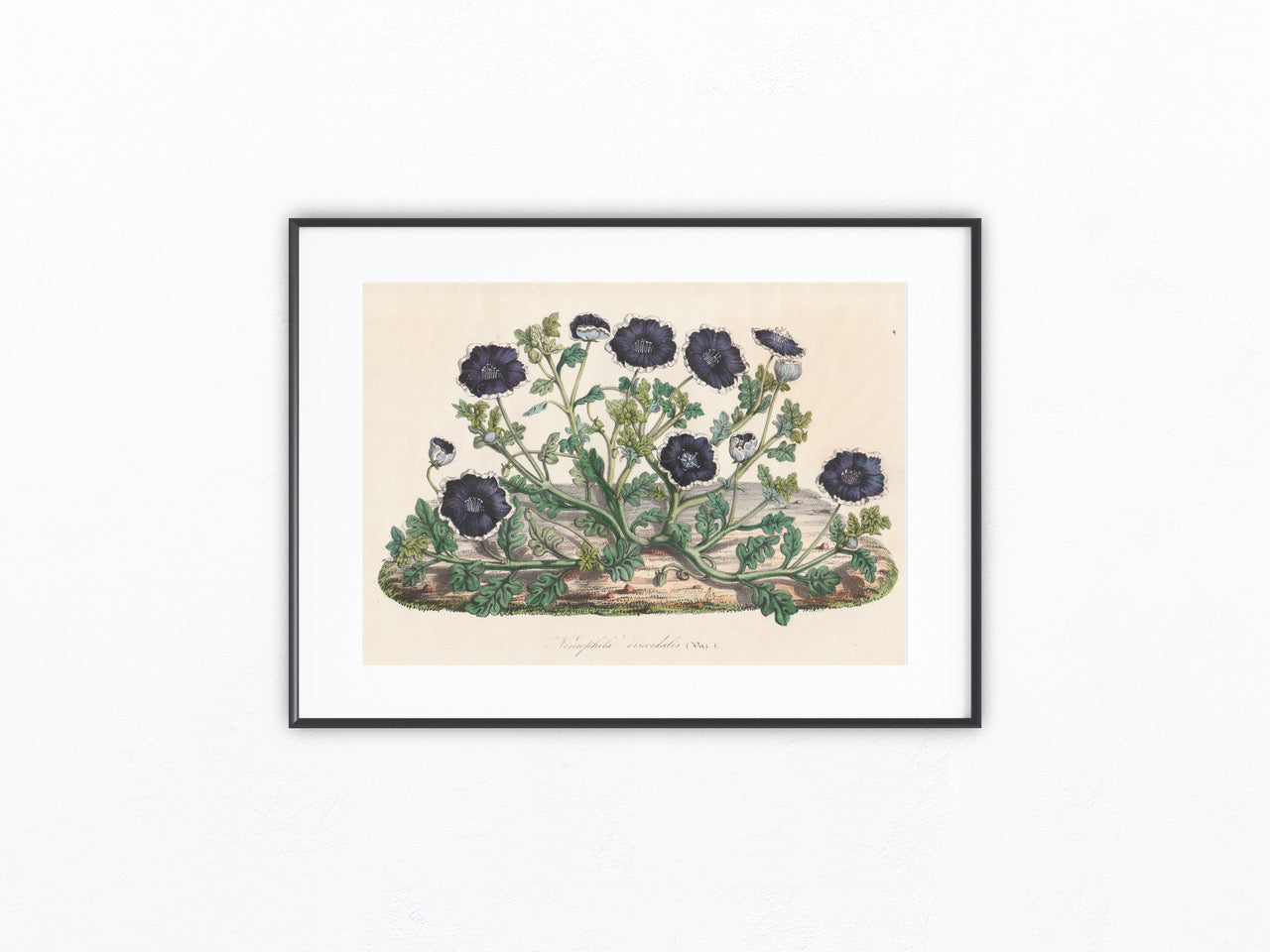 Nemophila discoidalis 1850 | kolorierter Originaldruck