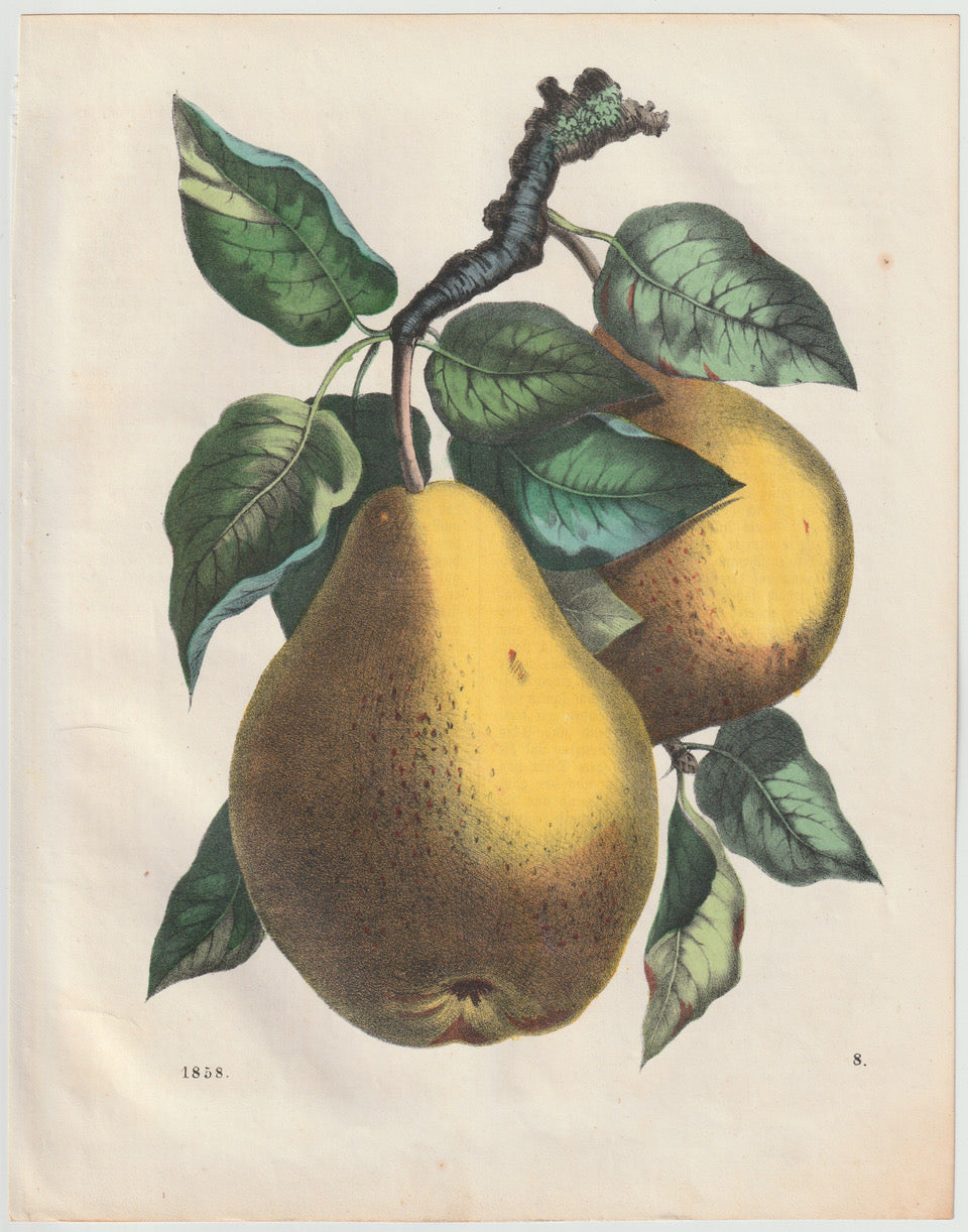 Original Birnen Obst-Lithografie 1858