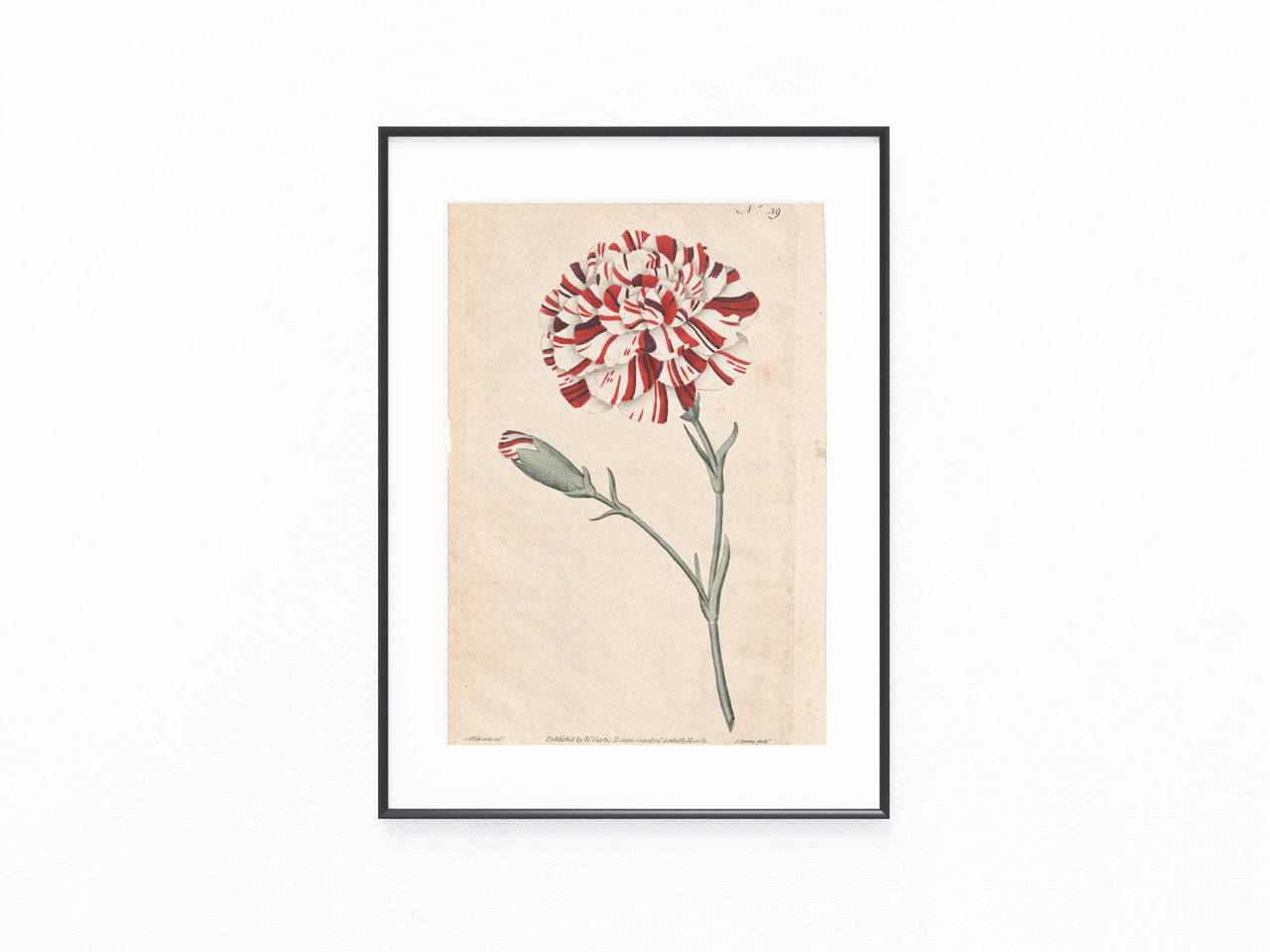Gartennelke Kupferstich 1790 | kolorierter Originaldruck