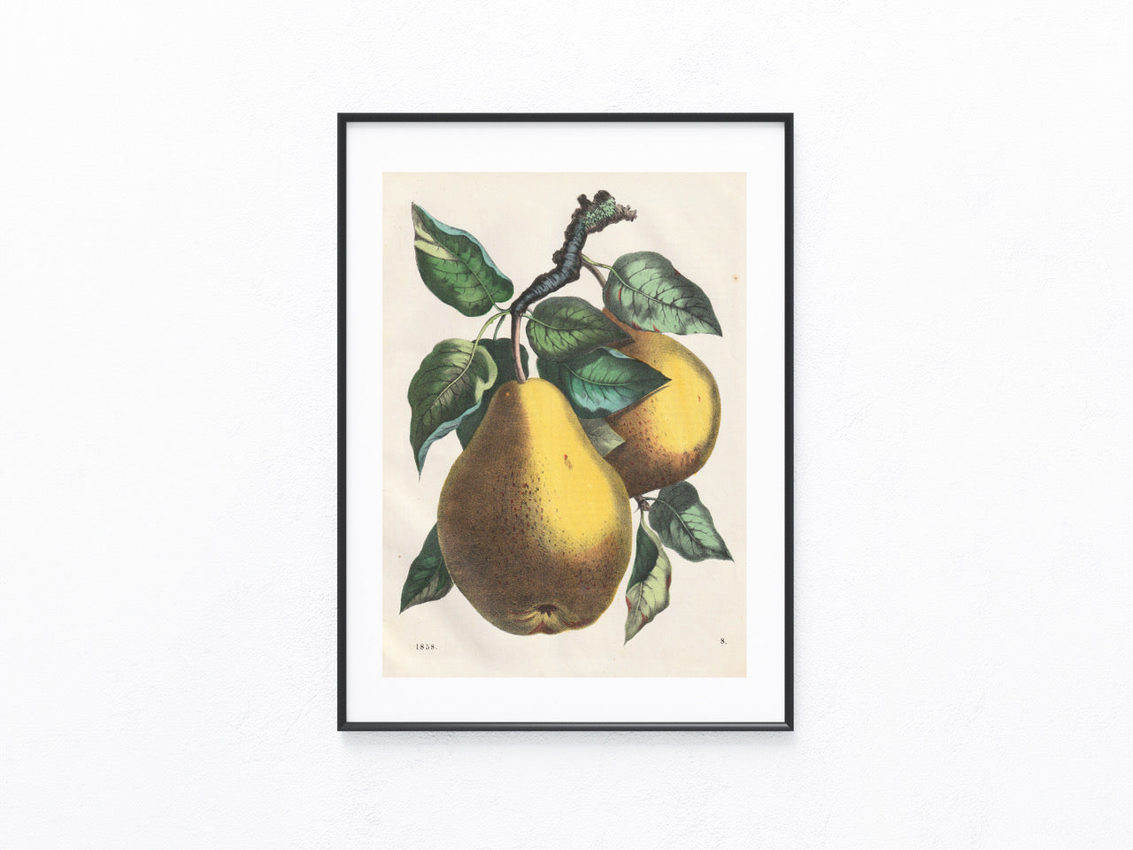 Original Birnen Obst-Lithografie 1858