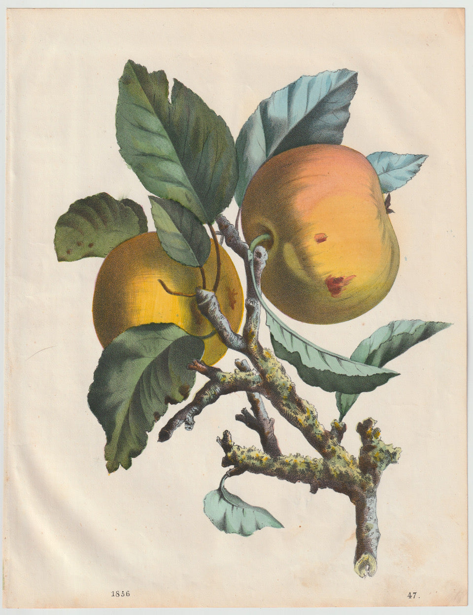 Original Apfel Obst-Lithografie 1858