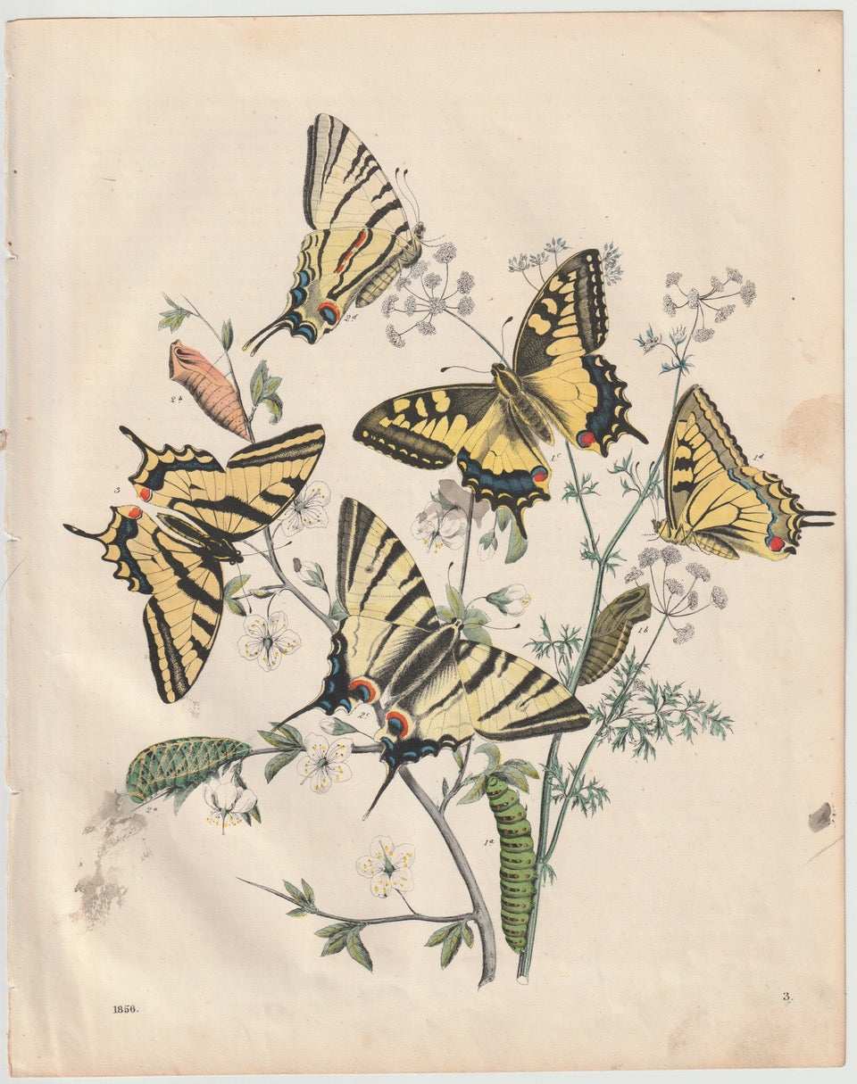 Original Schwalbenschwanz Schmetterling 1858