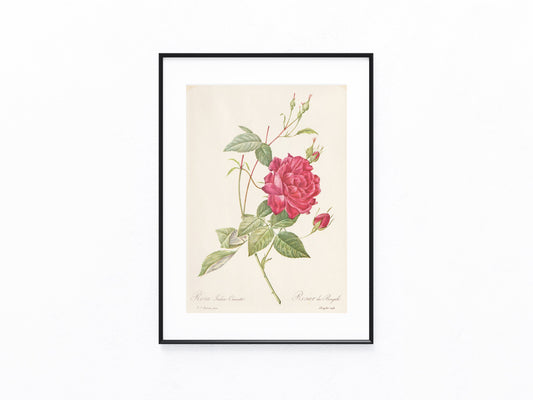 Rosa Indica Cruenta Kupferstich 1880 | Originaldruck