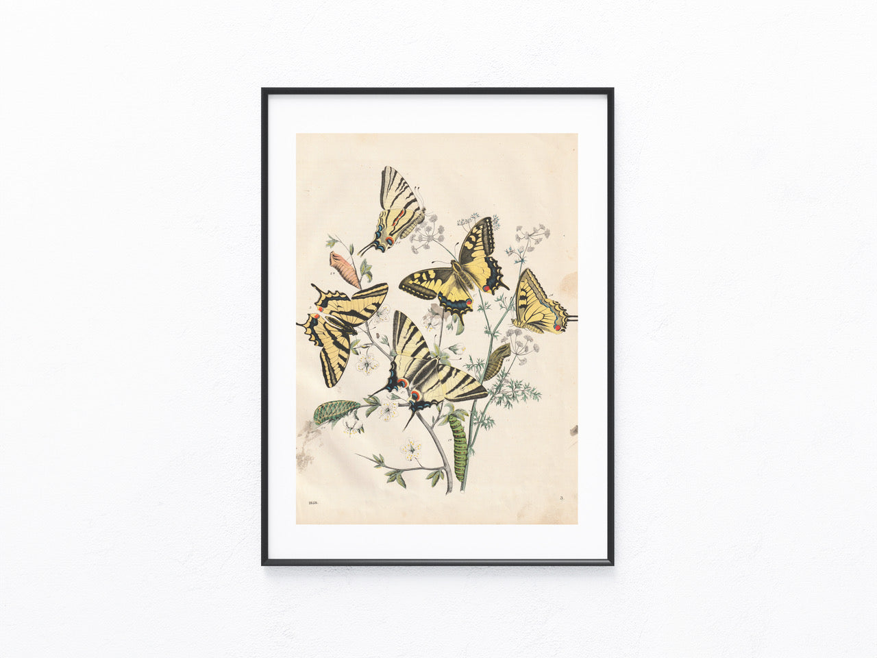 Original Schwalbenschwanz Schmetterling 1858