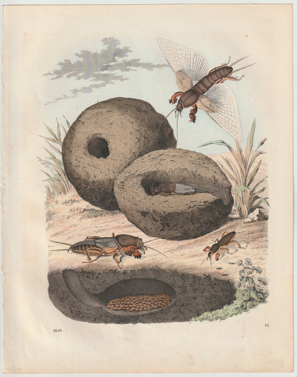 Original Maulwurfsgrille 1856 Insekten Lithografie