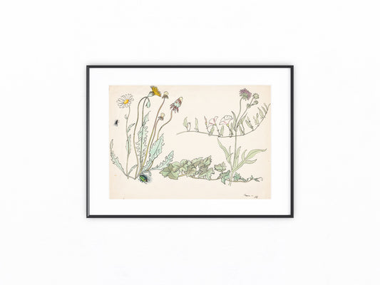 Jugendstil Botanikstudie 1905 Aquarell Tusche Naturillustration