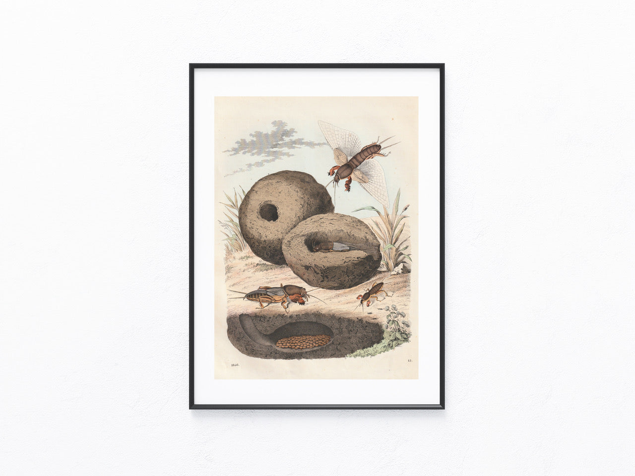 Original Maulwurfsgrille 1856 Insekten Lithografie