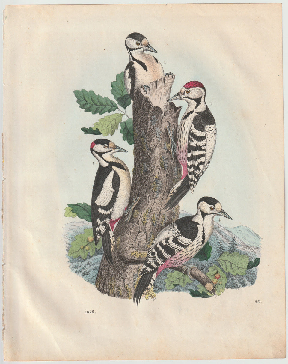 Original Buntspecht Tafel 1856 Vogel Lithografie