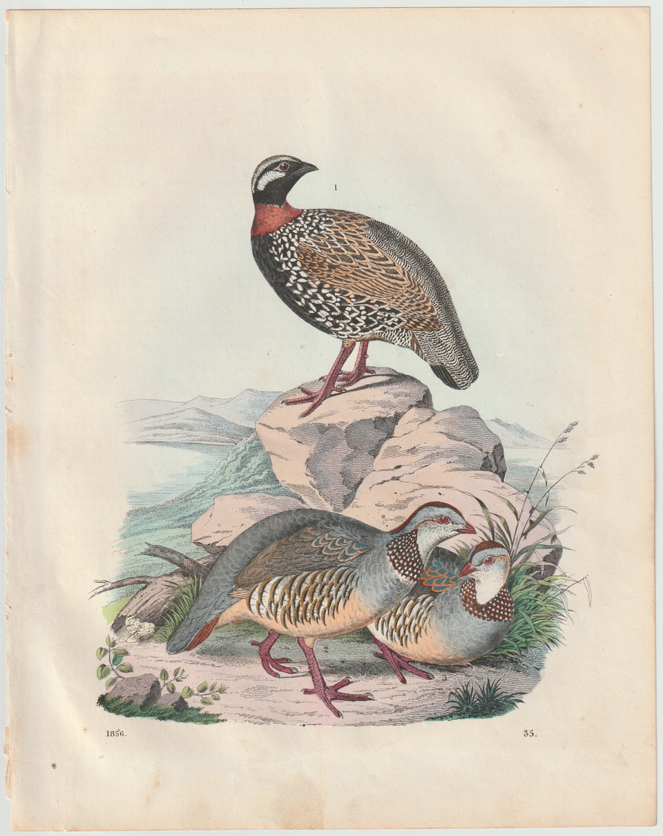 Original Rebhuhn Tafel 1856 Vogel Lithografie