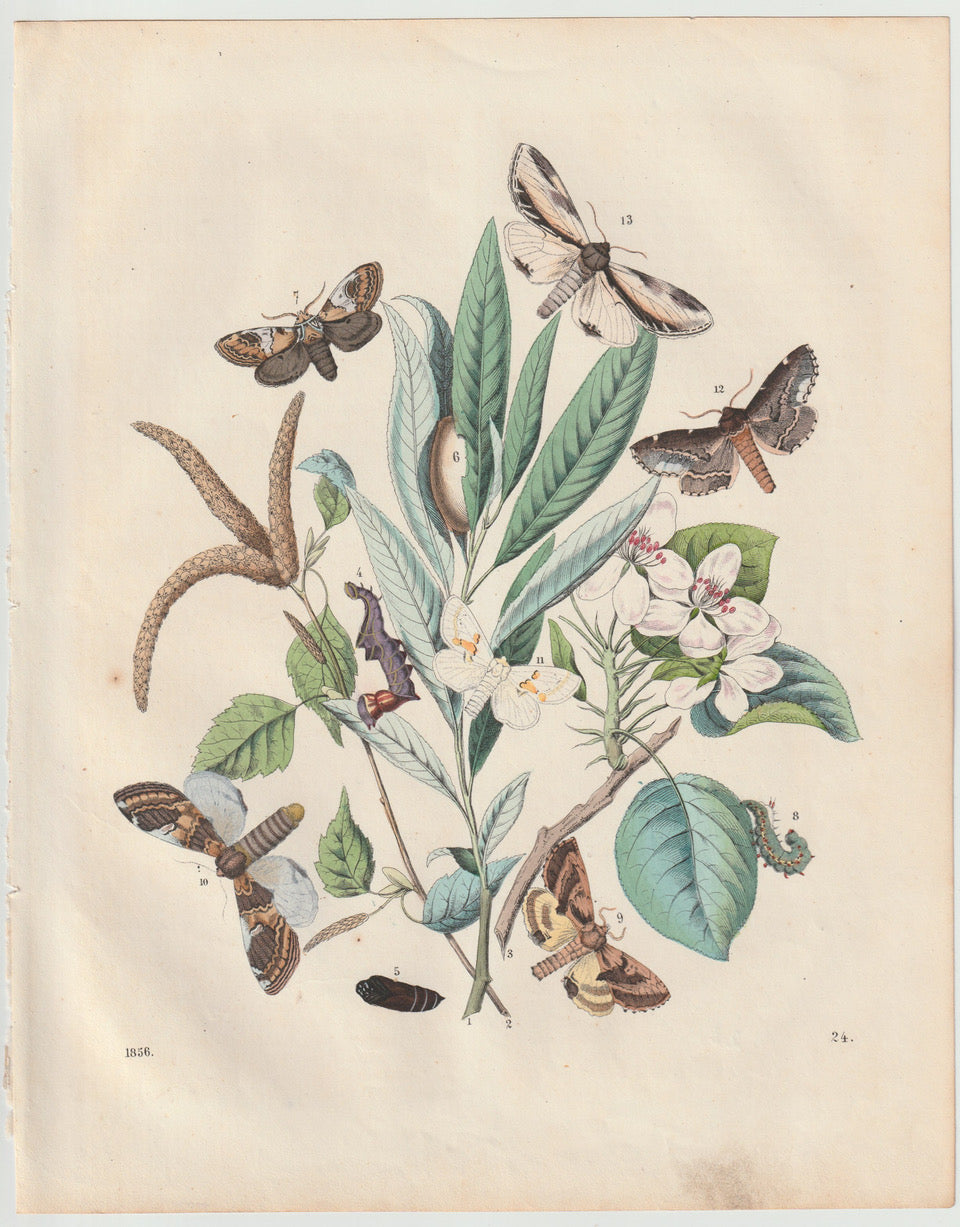 Original Schmetterlings Lithografie 1856