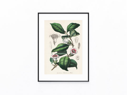 Gardenia sherbournia Rubiaceae 1850 | Originaldruck