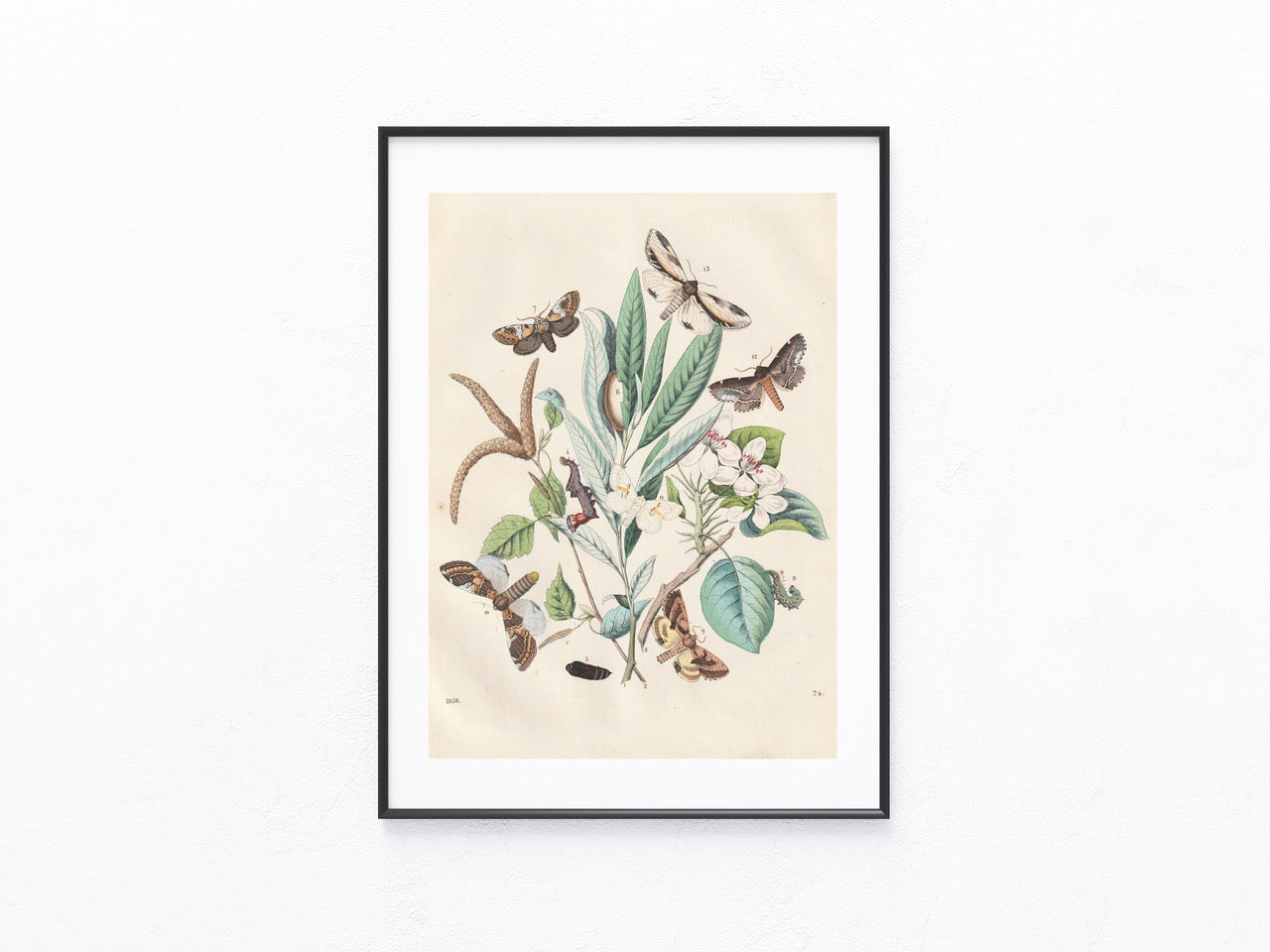 Original Schmetterlings Lithografie 1856