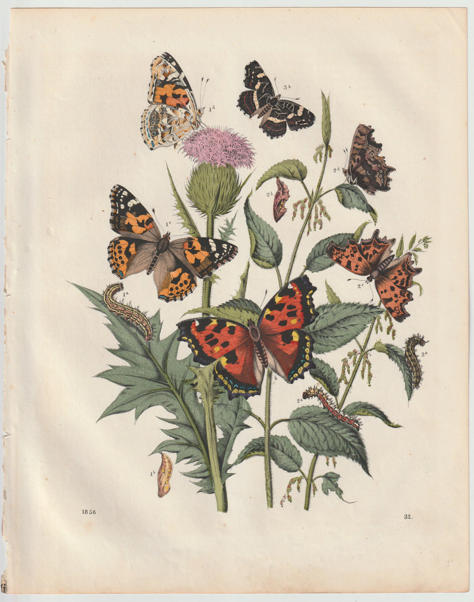 Original Schmetterlings Lithografie 1856