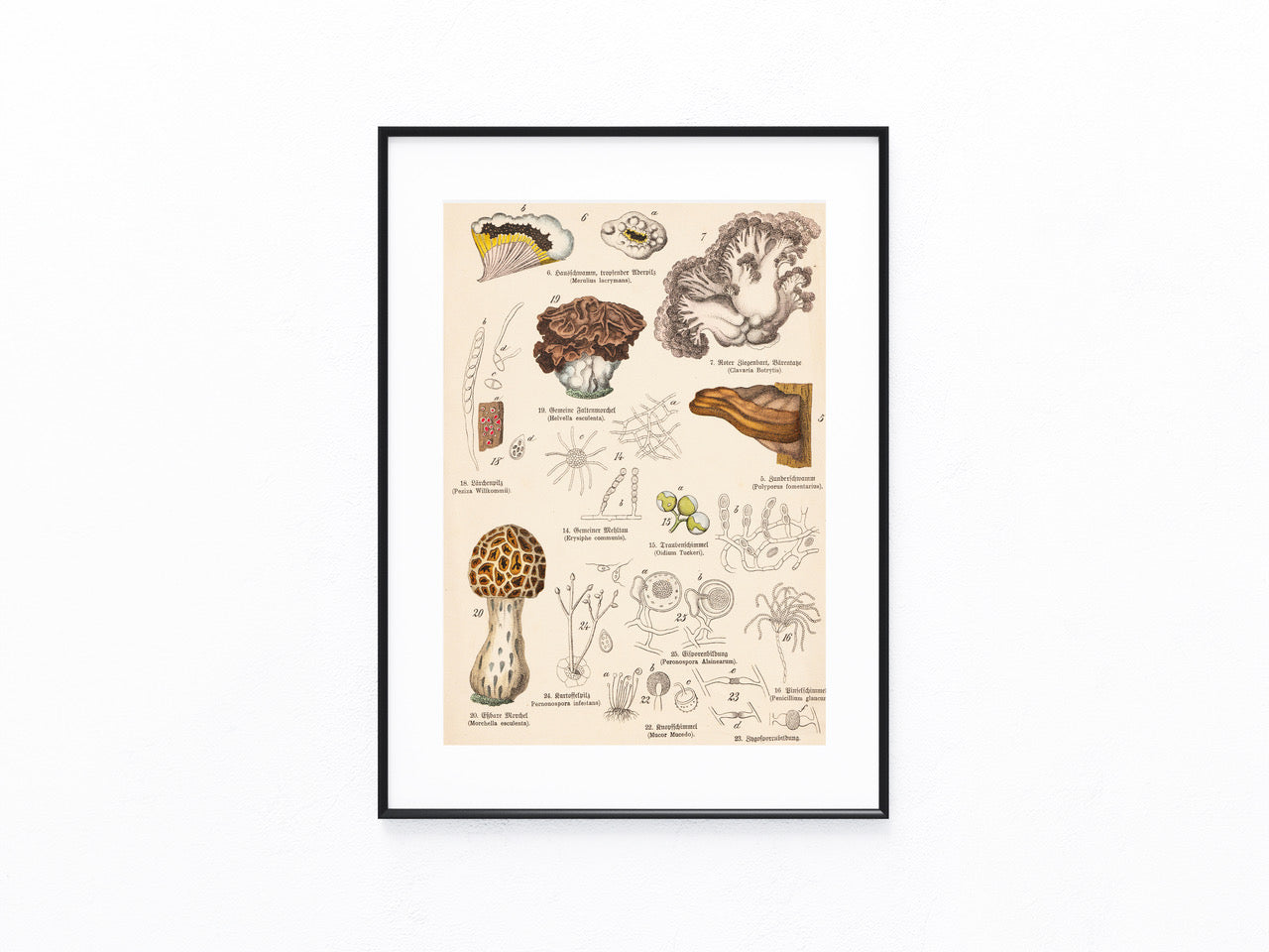 Originaltafel Morcheln, Schimmel & Bärenklaue 1895