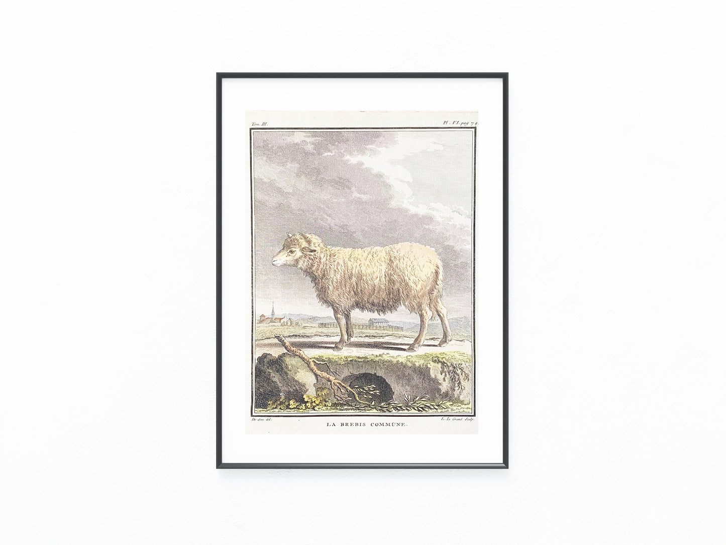 1780 Schaf La Brebis Commune Original kolorierter Kupferstich | Tierdarstellung Frankreich
