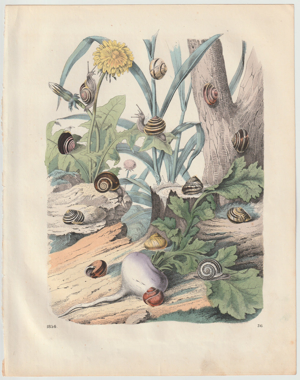 Original Schnecken Lithografie 1856