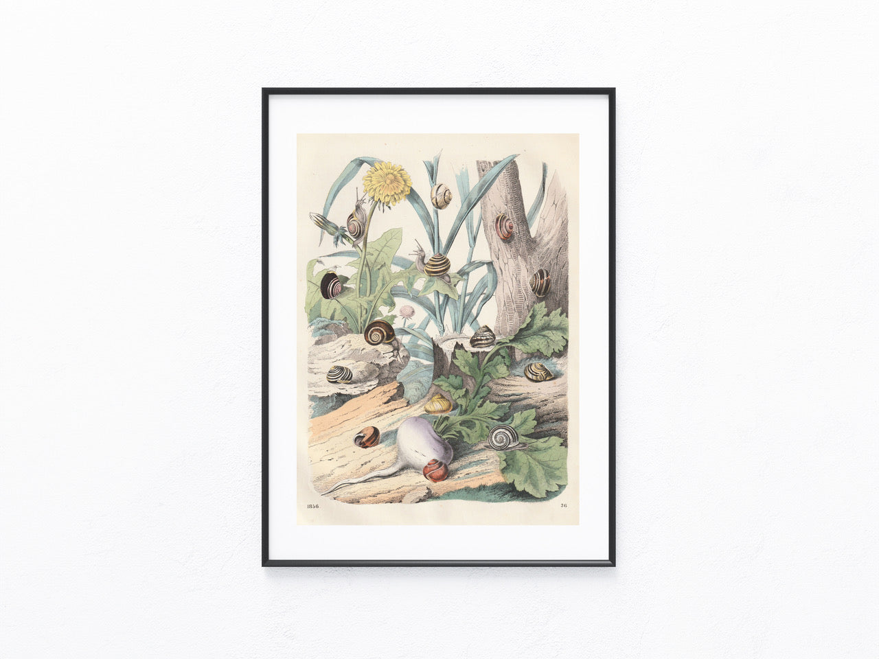 Original Schnecken Lithografie 1856