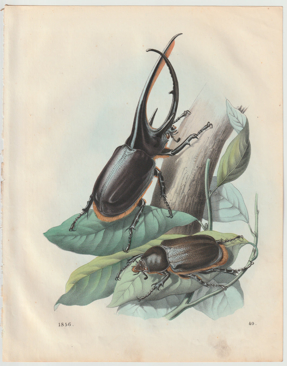 Original Hirschkäfer Käfer Lithografie 1856