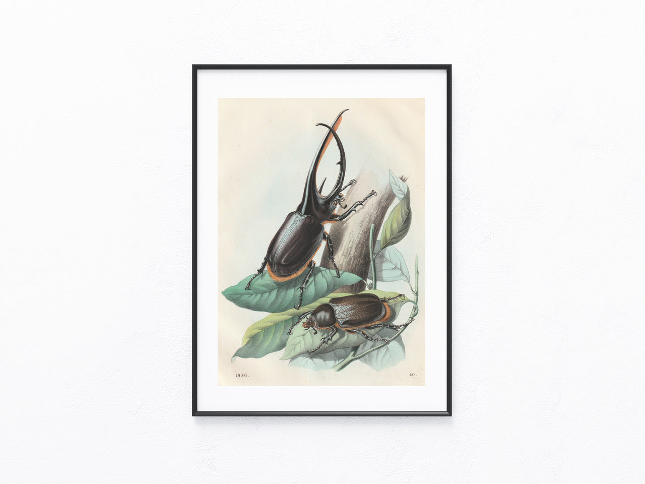 Original Hirschkäfer Käfer Lithografie 1856