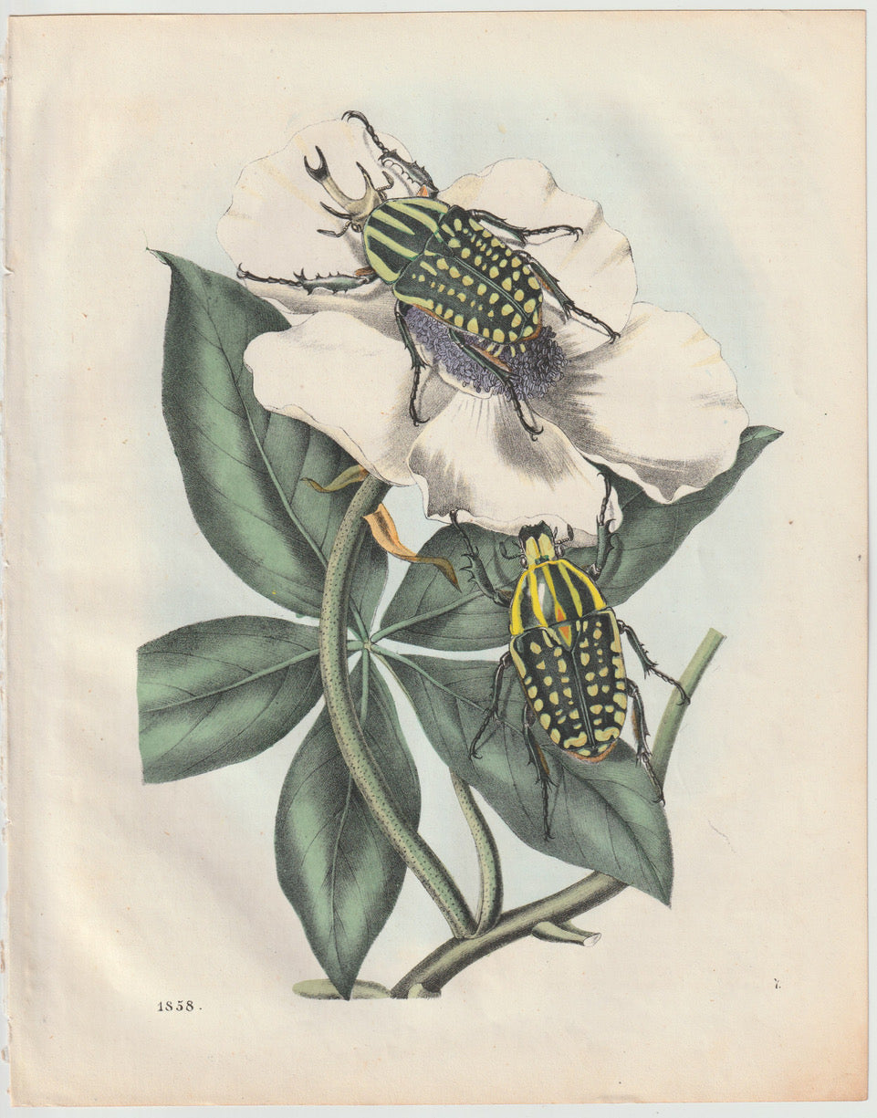 Original Rosenkäfer Käfer Lithografie 1858