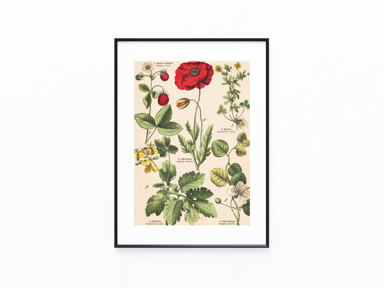 Originaltafel Mohn, Erdbeere & Kapernstrauch 1895