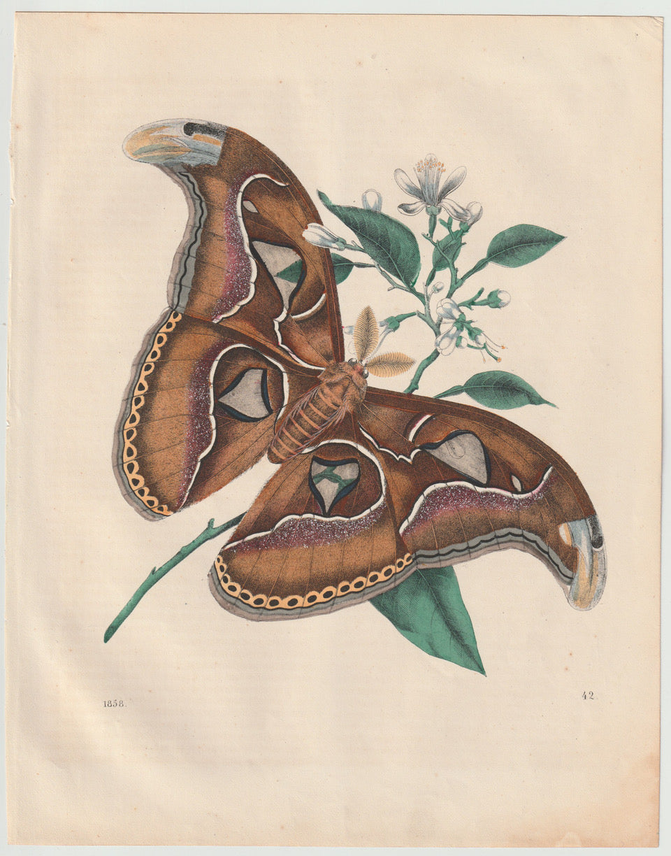 Original Atlasspinner Tafel 1858 Schmetterling