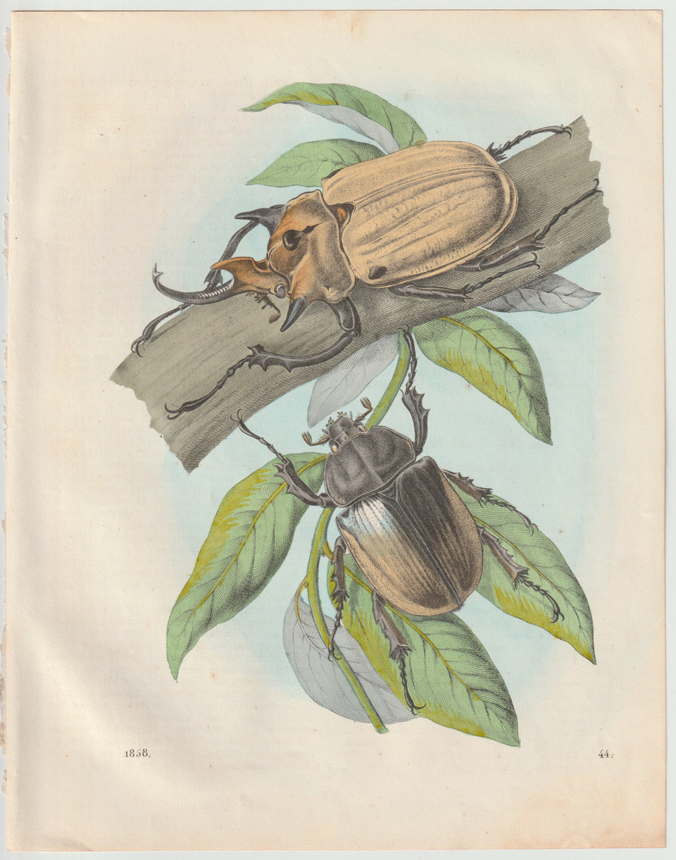 Original Hirschkäfer Käfer Lithografie 1858
