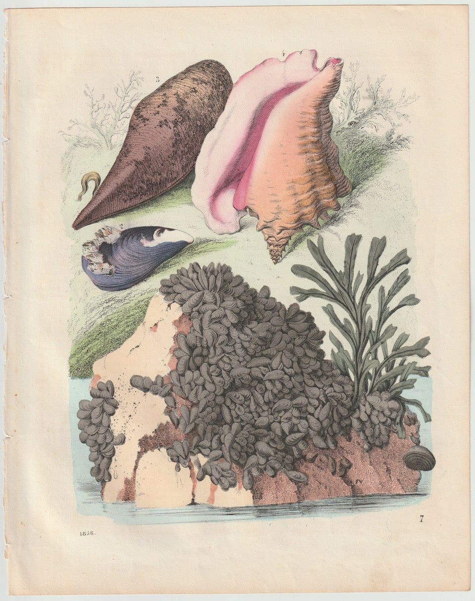Original Muscheln Tafel 1856 Ozean Lithografie