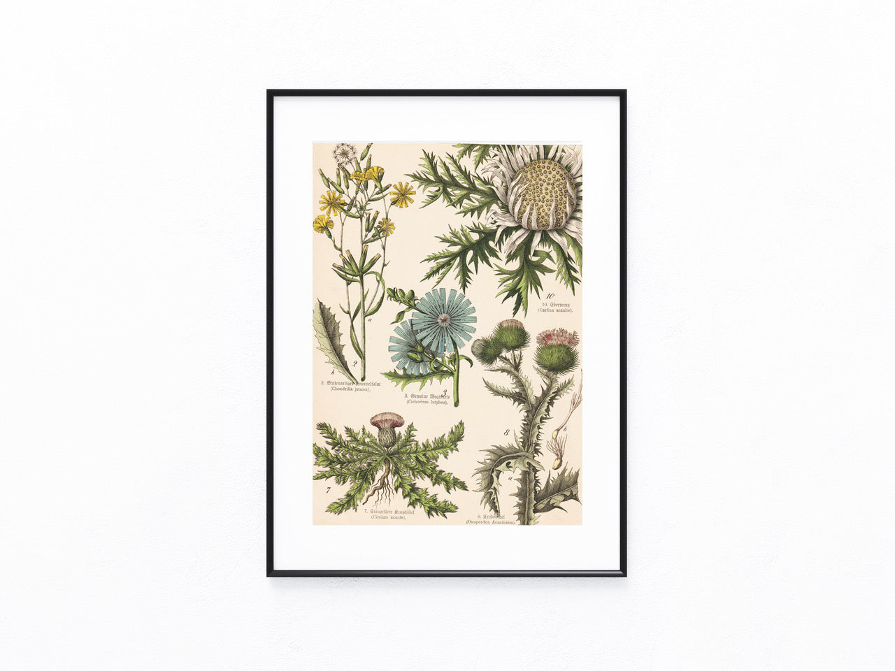 Originaltafel Wegwarte, Distel & Silberdistel Eberwurz 1895