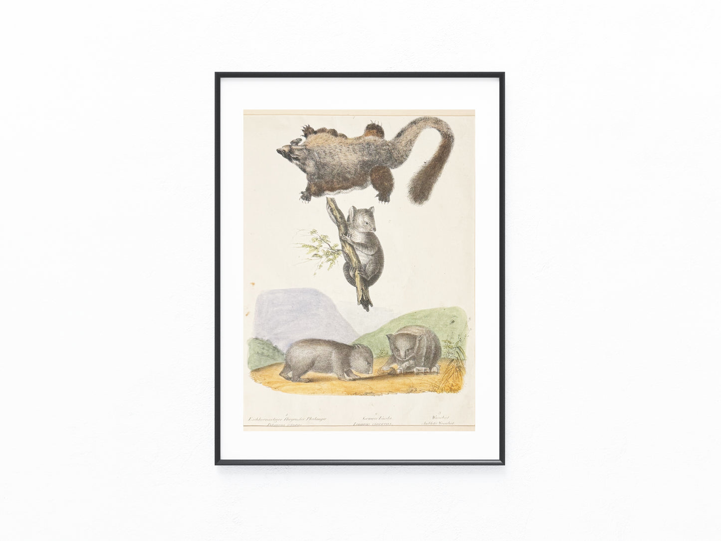 Wombat & Phalanger Illustration | Original Zoologie Tafel 1860 | Naturkunde Australien