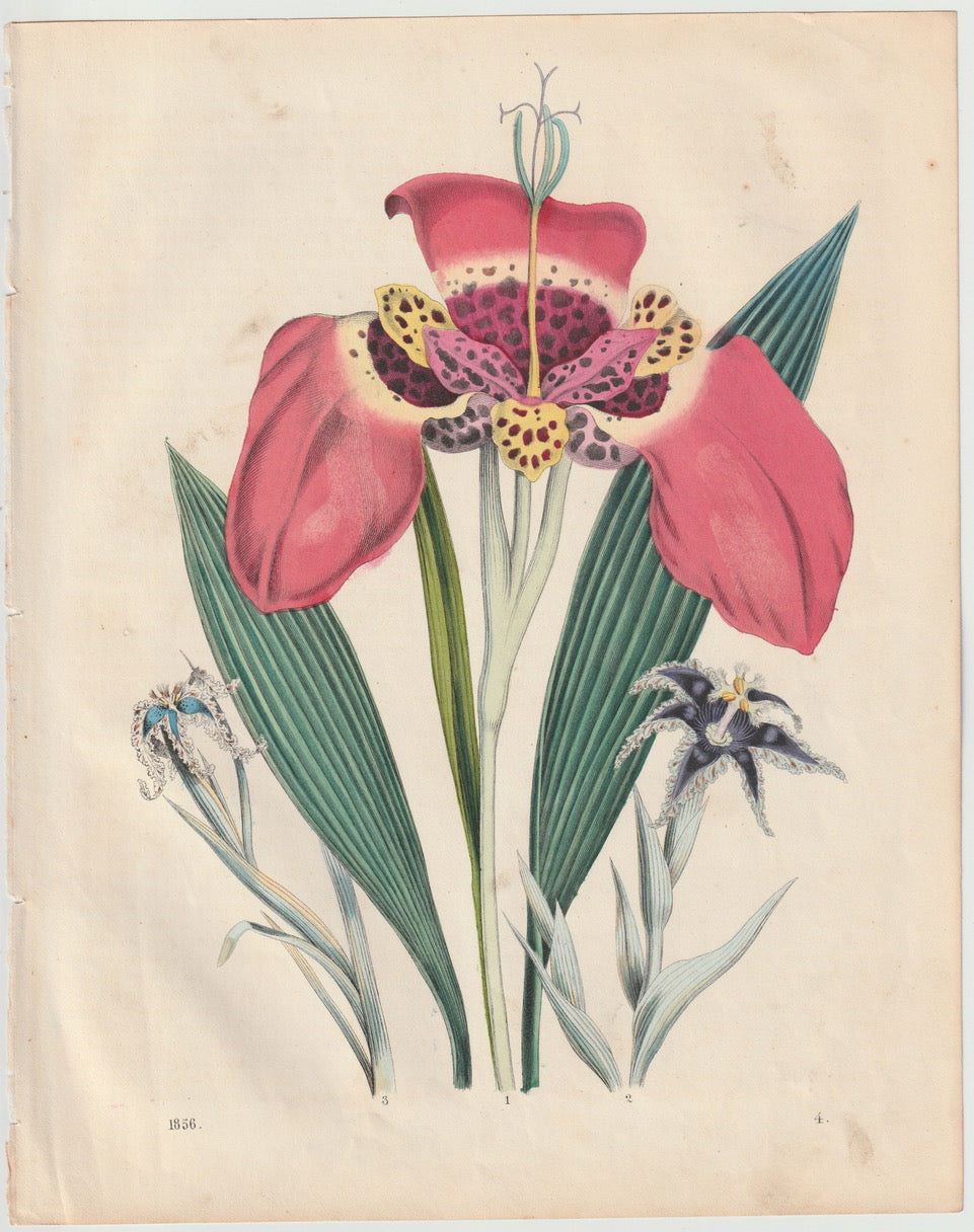 Original Blumentafel 1856 Pflanzen Lithografie