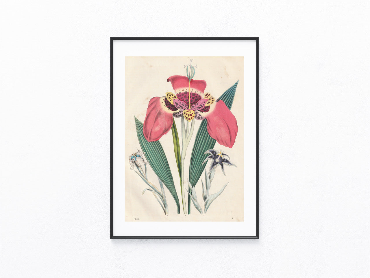 Original Blumentafel 1856 Pflanzen Lithografie