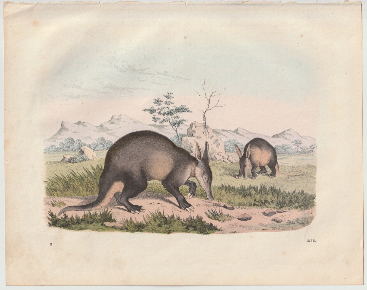 Original Erdferkel Tafel 1856 Lithografie