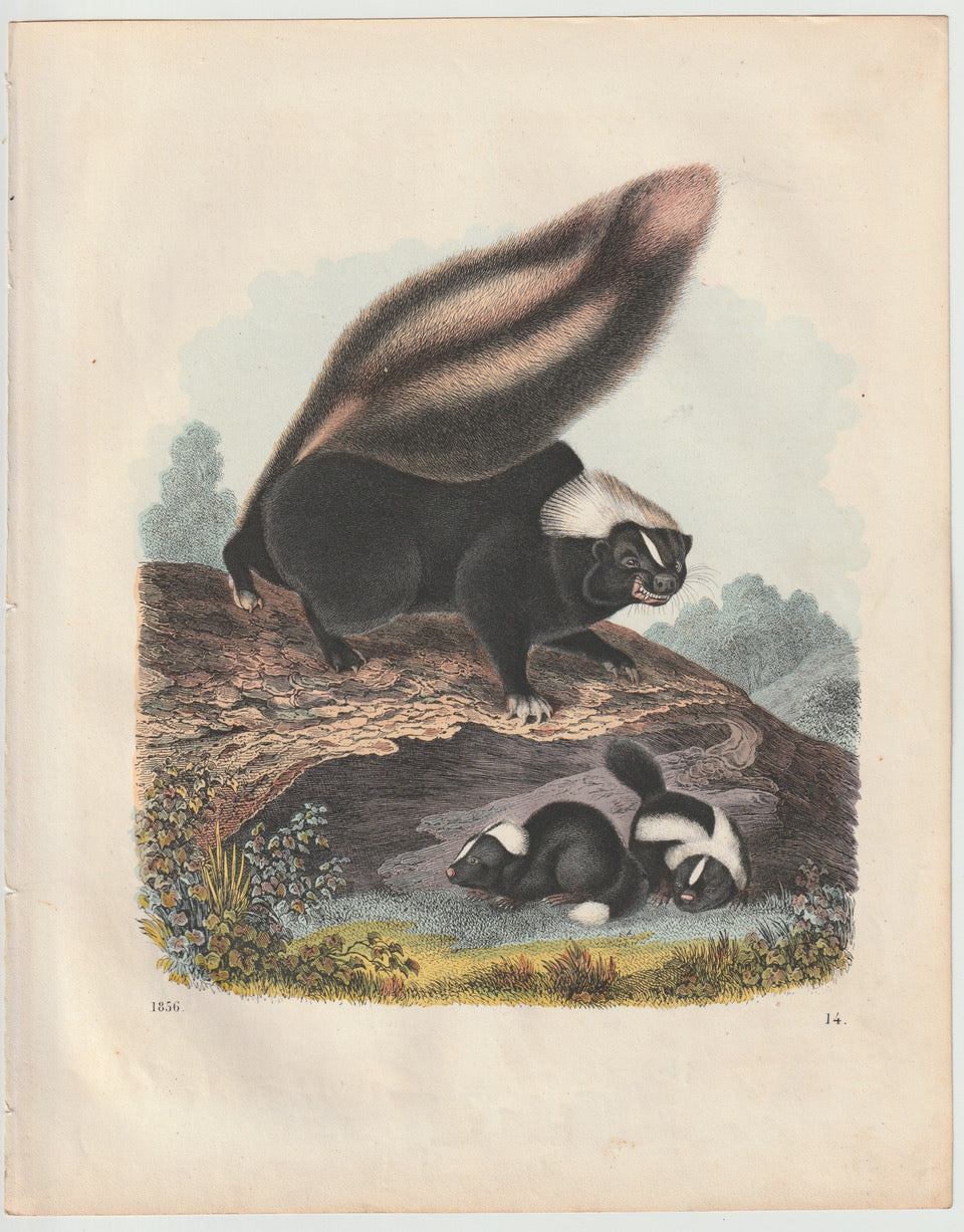 Original Stinktier Skunk Tafel 1856