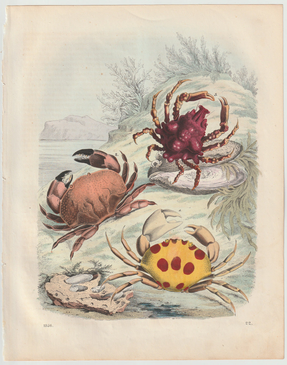 Original Krabben Tafel 1856 Ozean Lithografie
