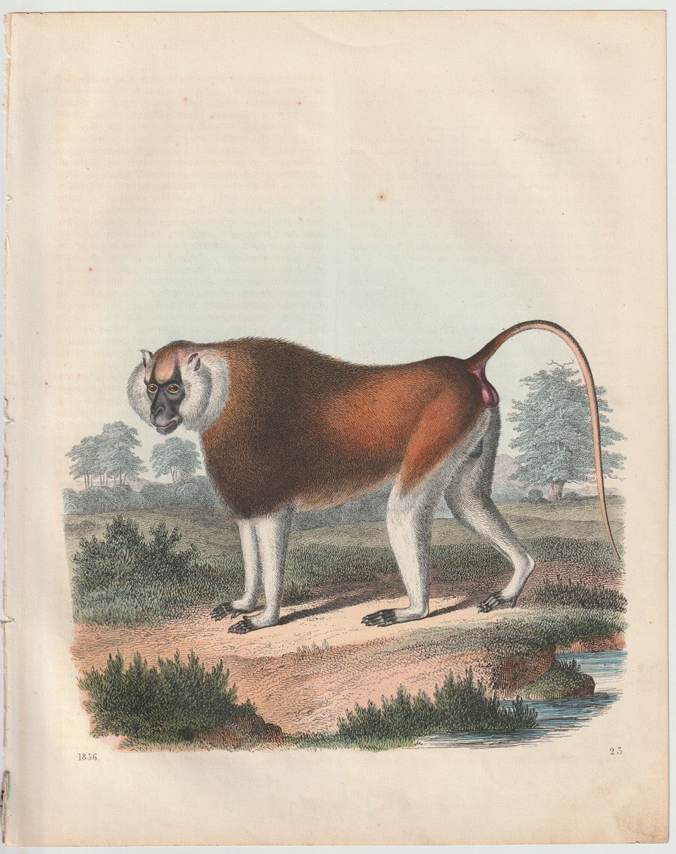 Original Affen Tafel 1856 Lithografie