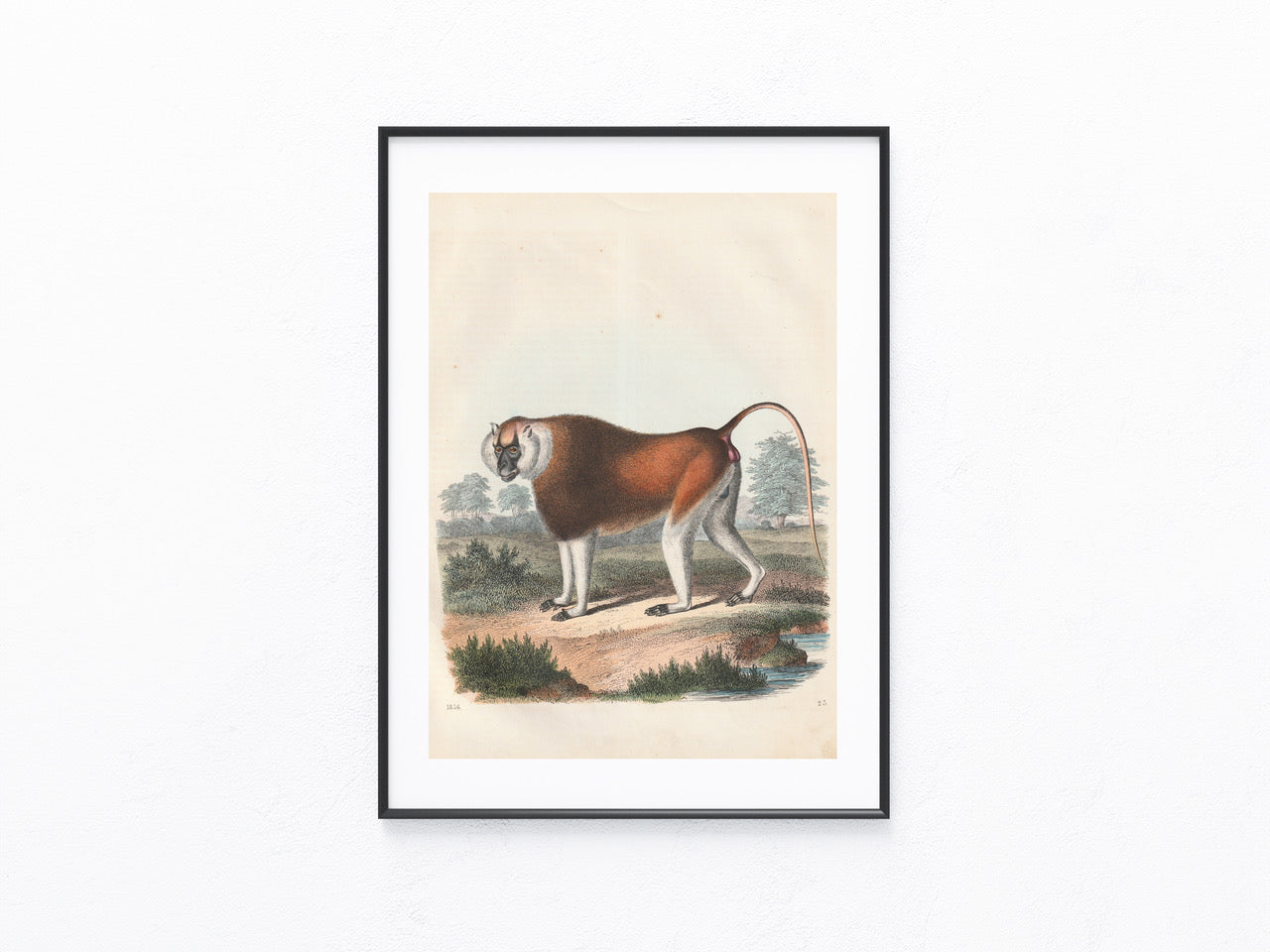 Original Affen Tafel 1856 Lithografie