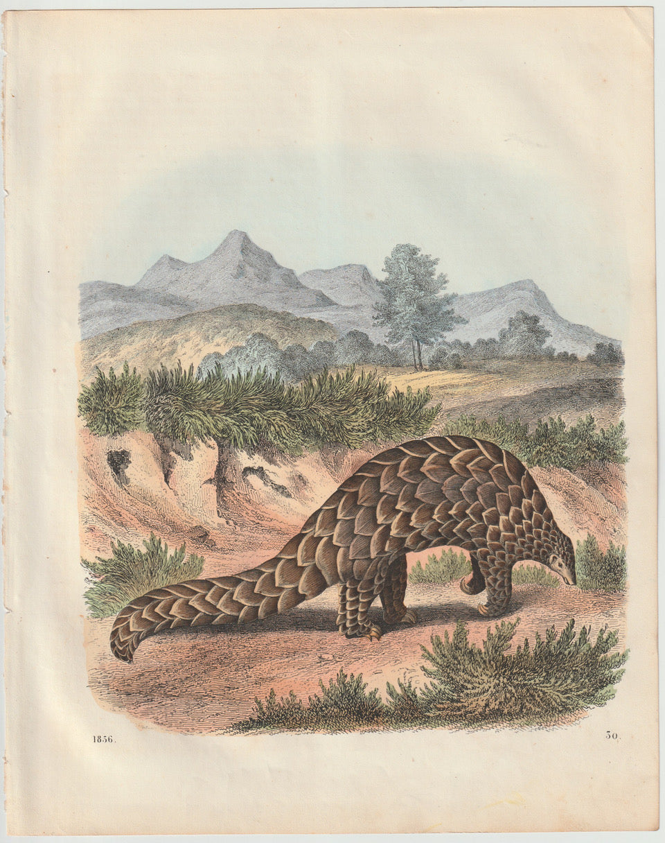 Original Schuppentier Tafel 1856 Lithografie Tiere