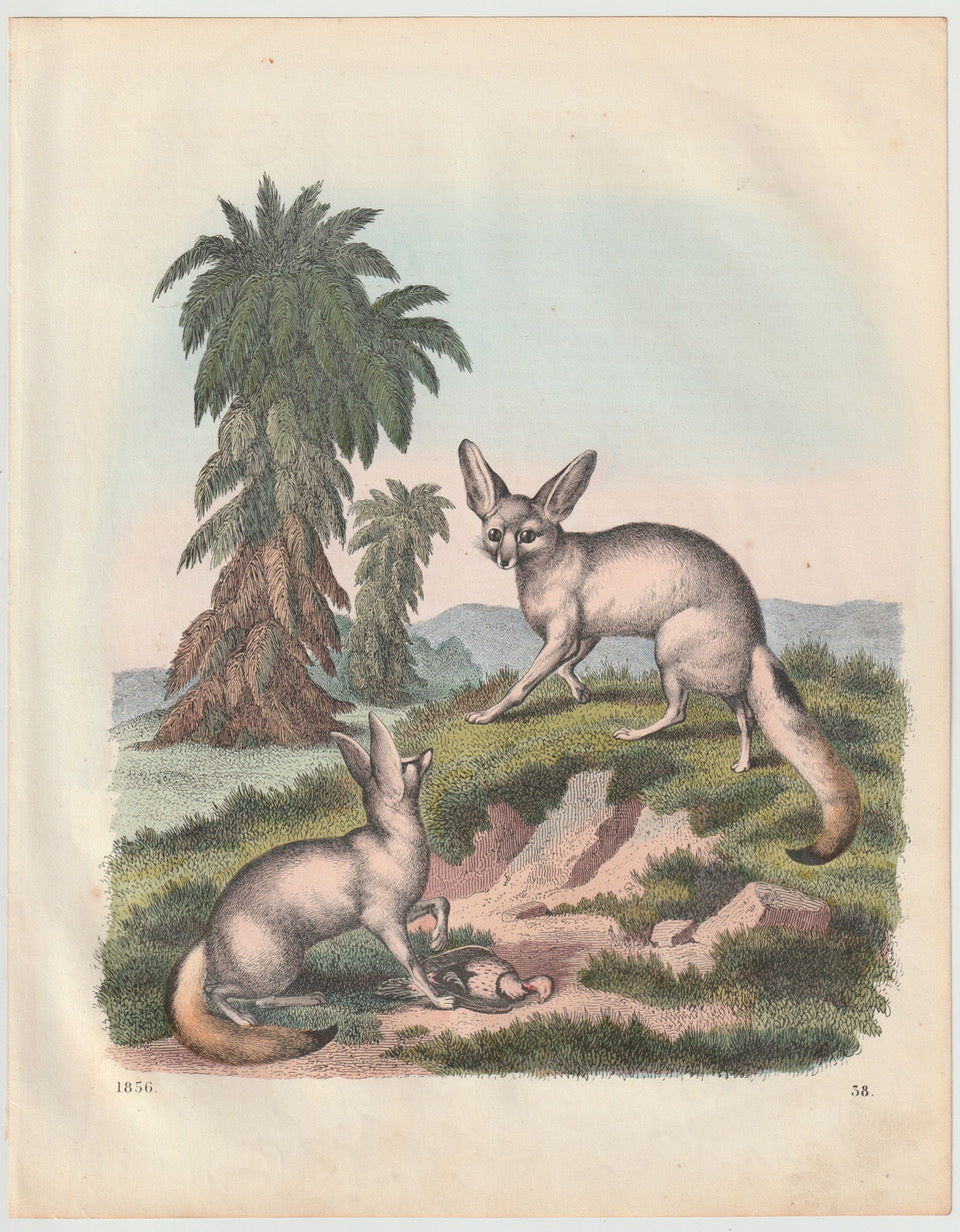 Original Fennek Tafel 1856 Lithografie Naturkunde