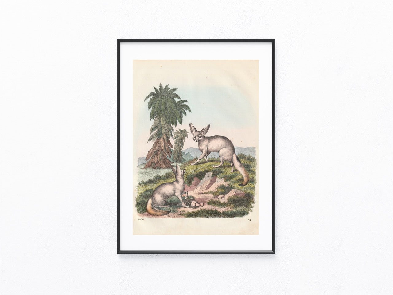Original Fennek Tafel 1856 Lithografie Naturkunde