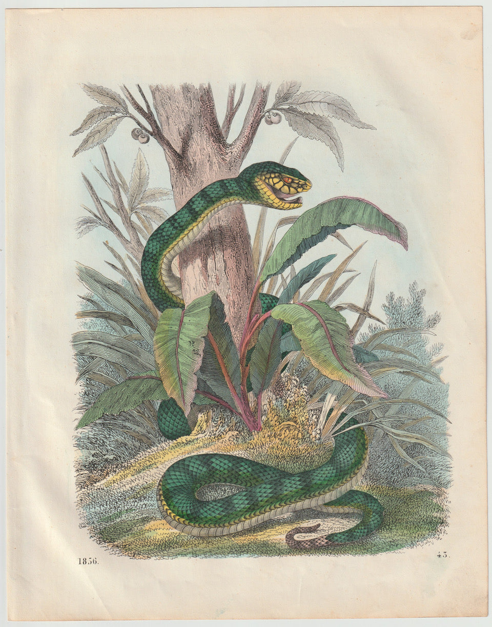 Grüne Schlange 1856 Original Tafel Lithografie