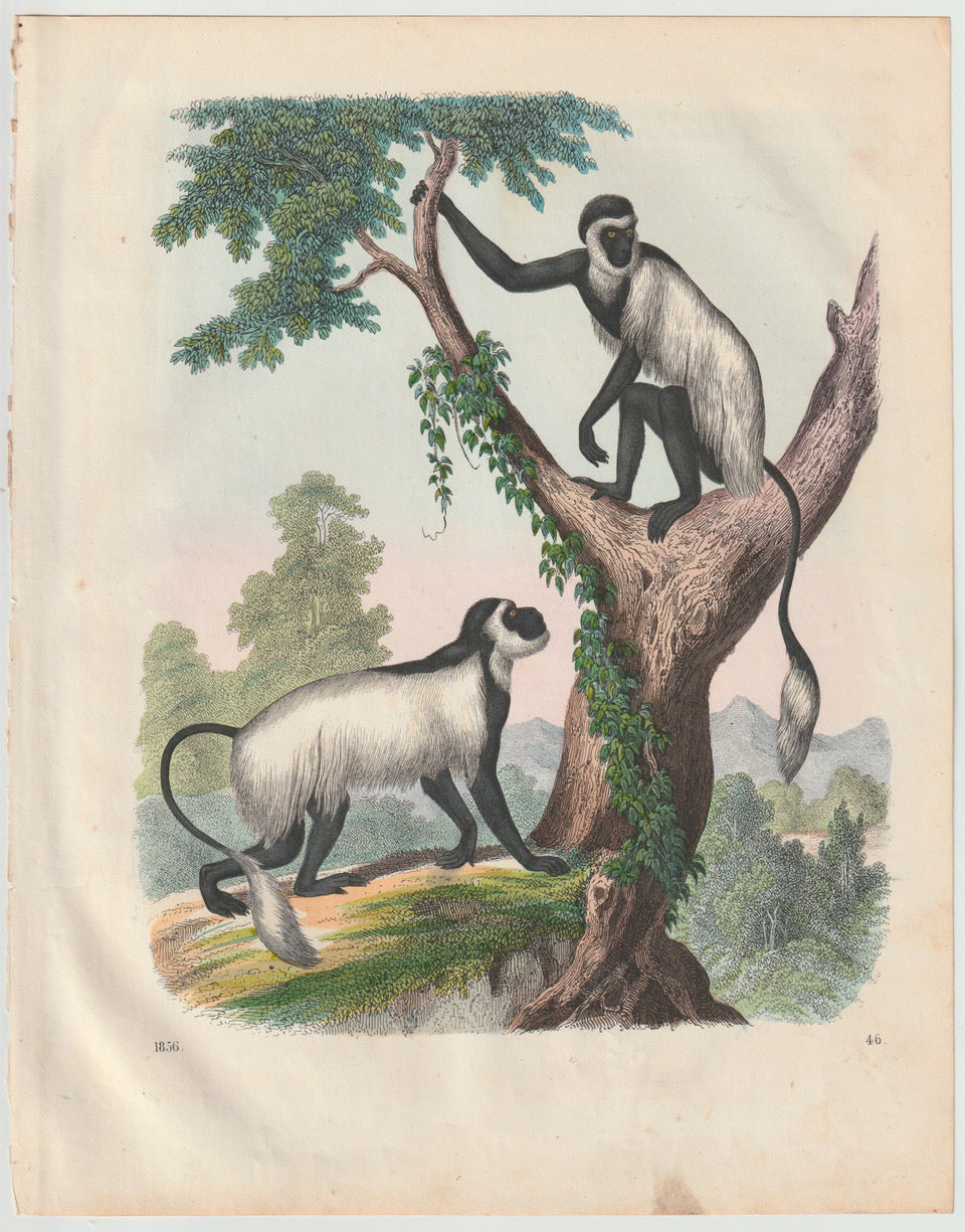 Weißschulteraffe Tafel 1856 Antike Affen Lithografie